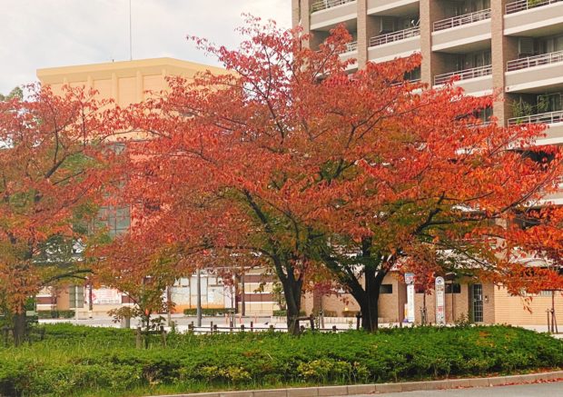 京都の紅葉、カニ解禁、京都北部へもお越しやす(*^^*)